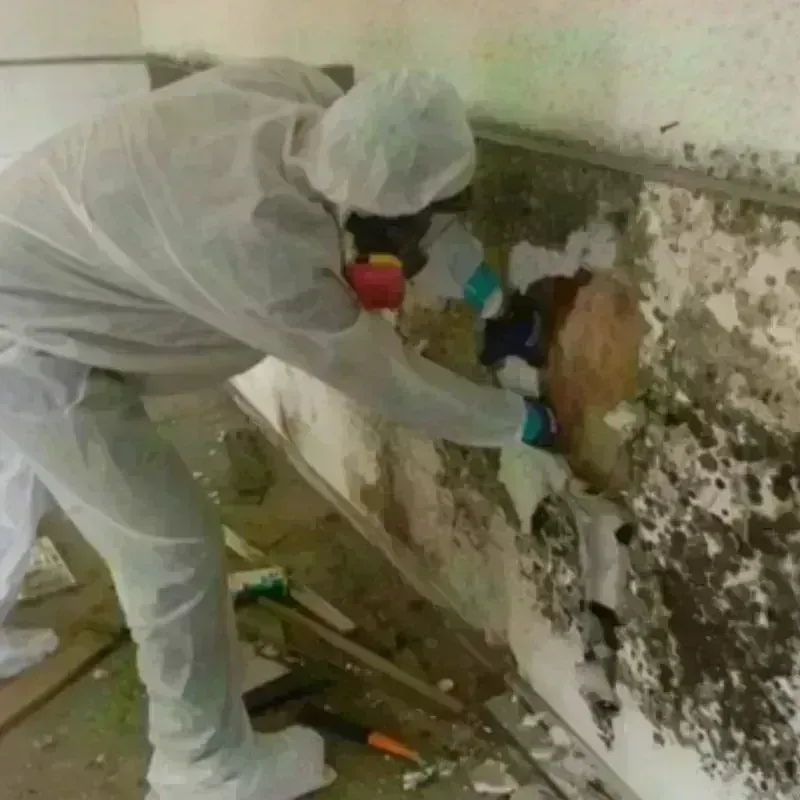 Mold Remediation and Removal in Tarpey Village, CA